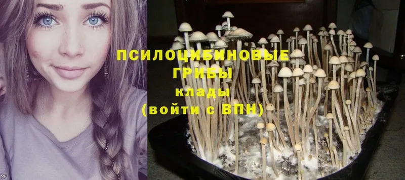 Псилоцибиновые грибы Magic Shrooms  Дятьково 